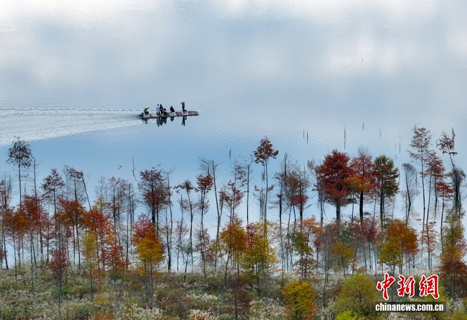 見頃を迎えたラクウショウ　安徽省