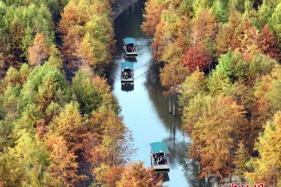 見頃を迎えたラクウショウ 安徽省
