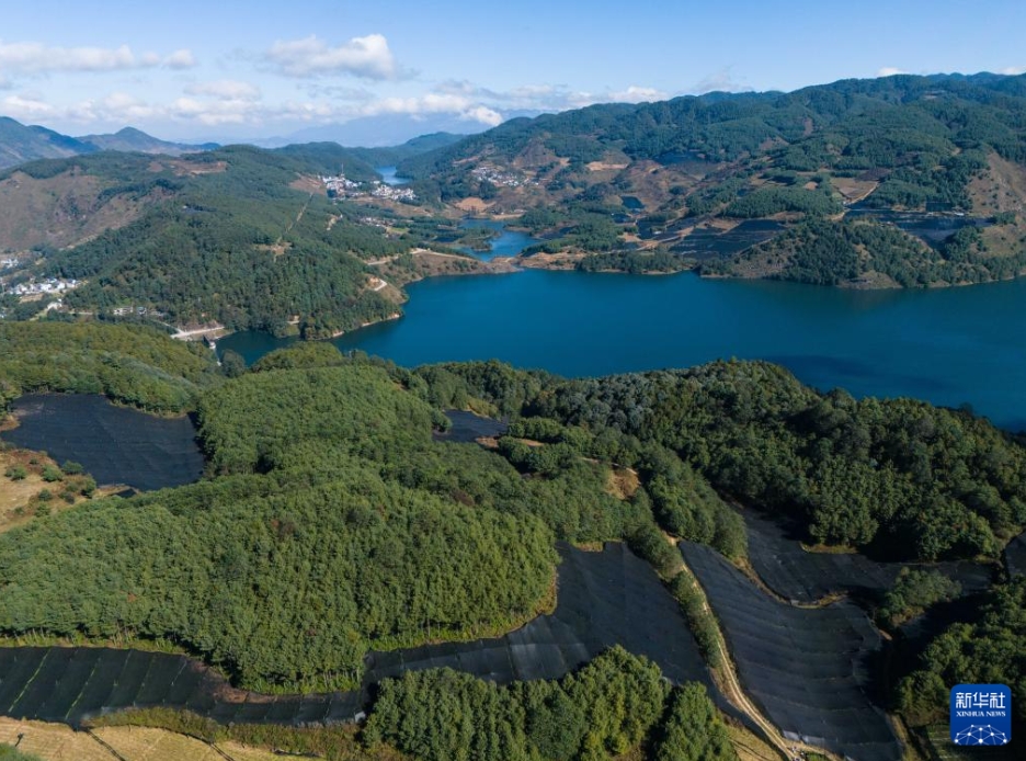 雲南省保山市隆陽区楊柳白(ペー)族彝(イ)族郷冷水村で撮影したワサビ栽培拠点（11月17日、ドローンによる撮影・高詠薇）