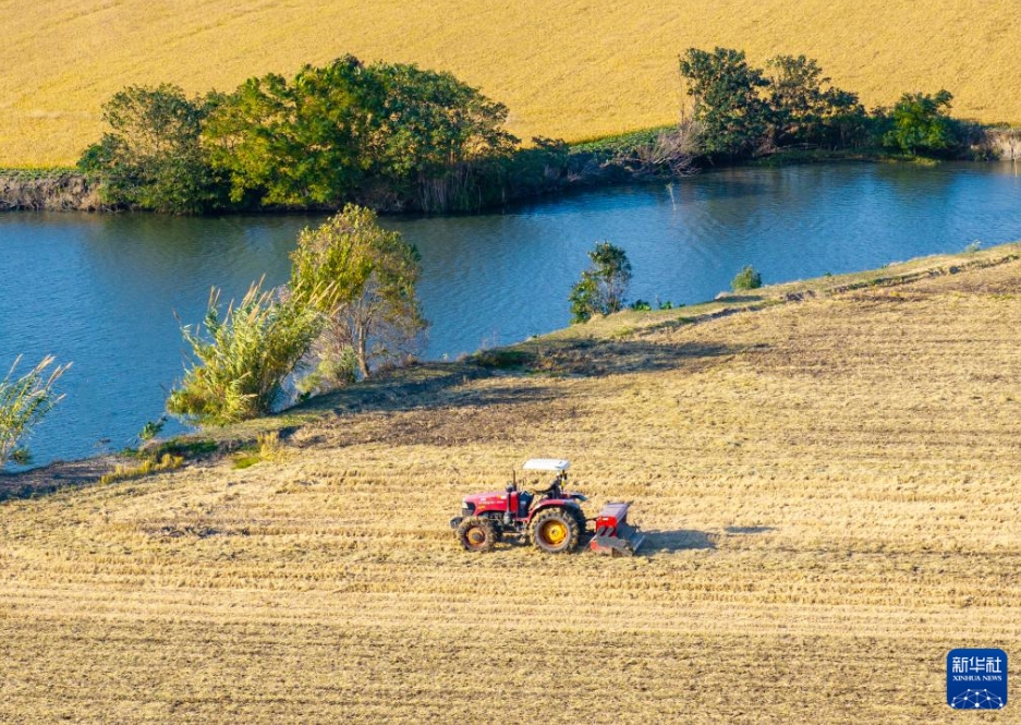 江蘇省興化市陳堡鎮蒋荘村の畑で、播種機を運転して冬小麦を播種する農家（11月19日、ドローンによる撮影・周社根）