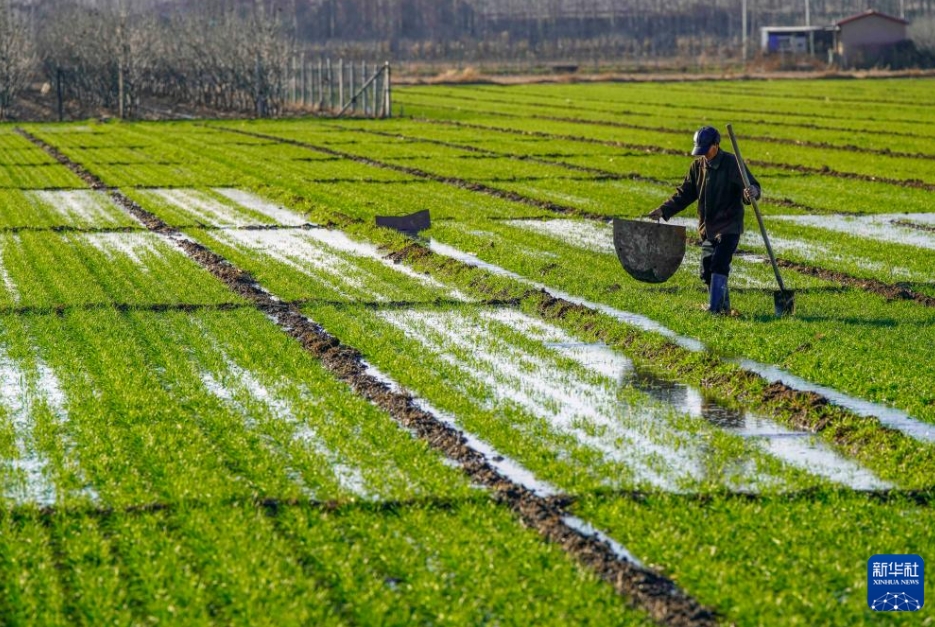 全国の冬小麦播種率が9割超に