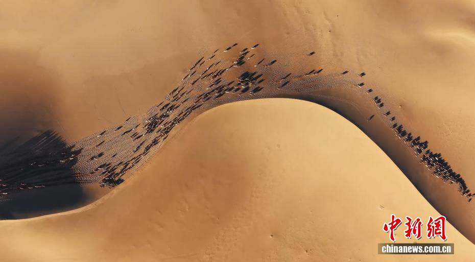 冬の砂漠を大移動するラクダ　内蒙古・阿拉善