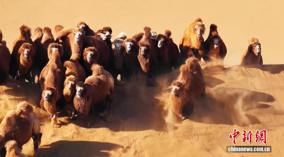 冬の砂漠を大移動するラクダ　内蒙古・阿拉善