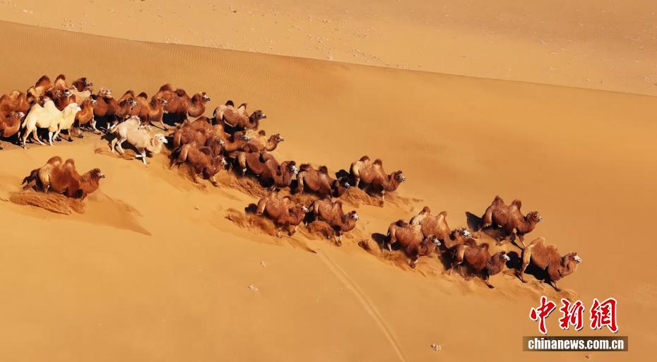 冬の砂漠を大移動するラクダ　内蒙古・阿拉善
