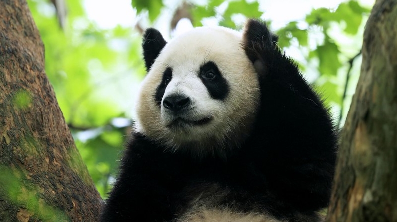 飼育下のジャイアントパンダの個体数が808頭に