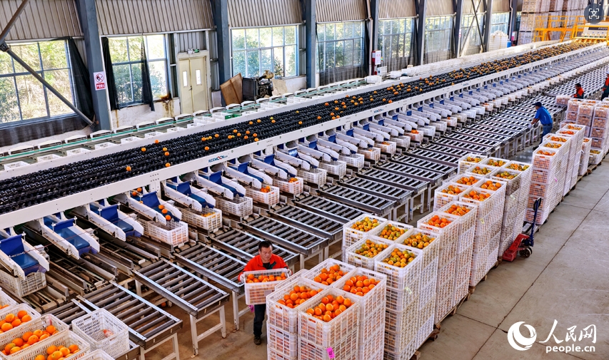 ネーブルオレンジ産業の発展に寄与する「スマート選果」　江西省安遠