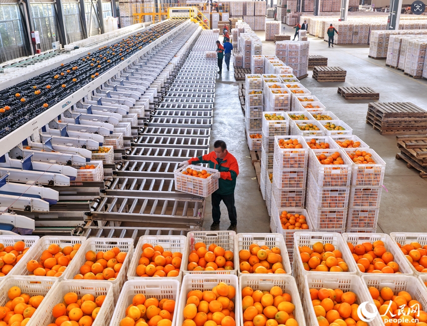 ネーブルオレンジ産業の発展に寄与する「スマート選果」　江西省安遠