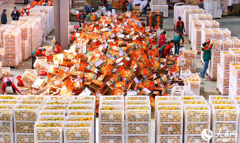 ネーブルオレンジ産業の発展に寄与する「スマート選果」　江西省安遠