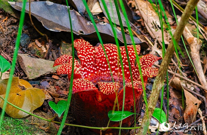 根も葉もない鮮やかな寄生花を雲南省で確認