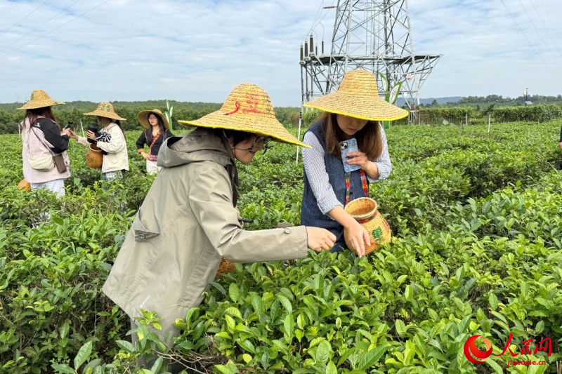 海南省白沙の有機栽培茶園の茶文化が外国人専門家を魅了