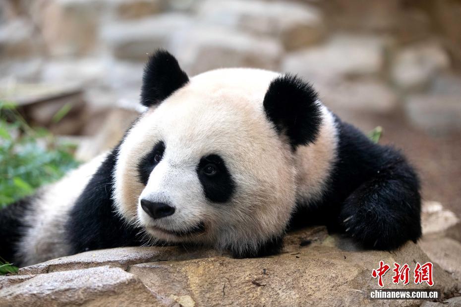 仏・ボーヴァル動物園のパンダ「歓歓」と「圓仔」が無事帰国