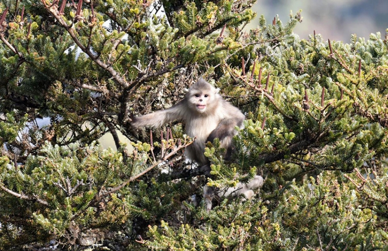 雲南雲竜天池国家級自然保護区内で確認された雲南キンシコウ。画像提供・雲竜県メディアコンバージェンスセンター