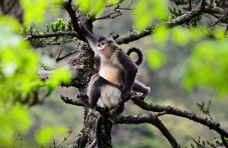 雲南雲竜天池国家級自然保護区内で確認された雲南キンシコウ。画像提供・雲竜県メディアコンバージェンスセンター