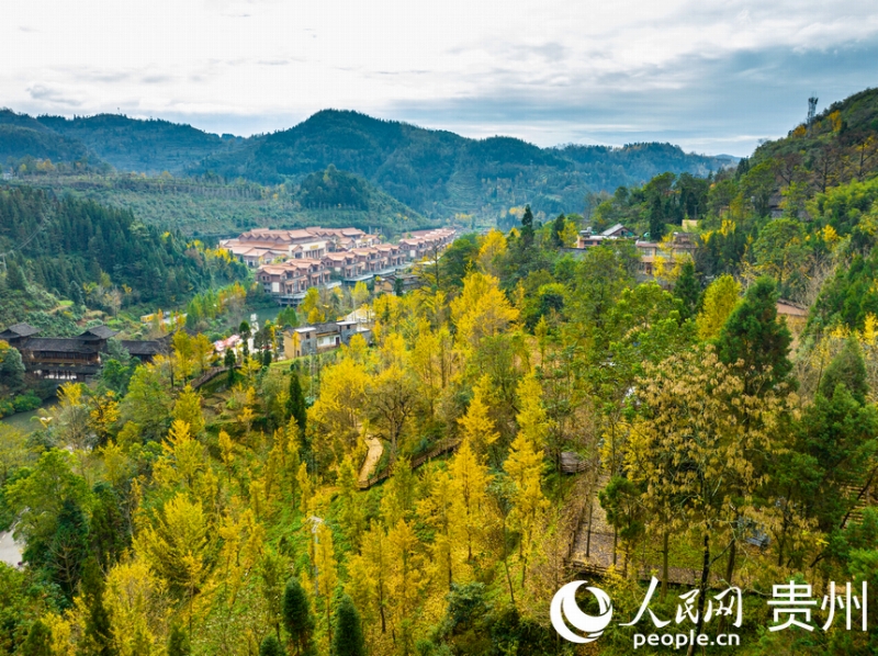 黄葉狩りとイチョウアート！遠足の児童らで賑わう貴州省のイチョウの村