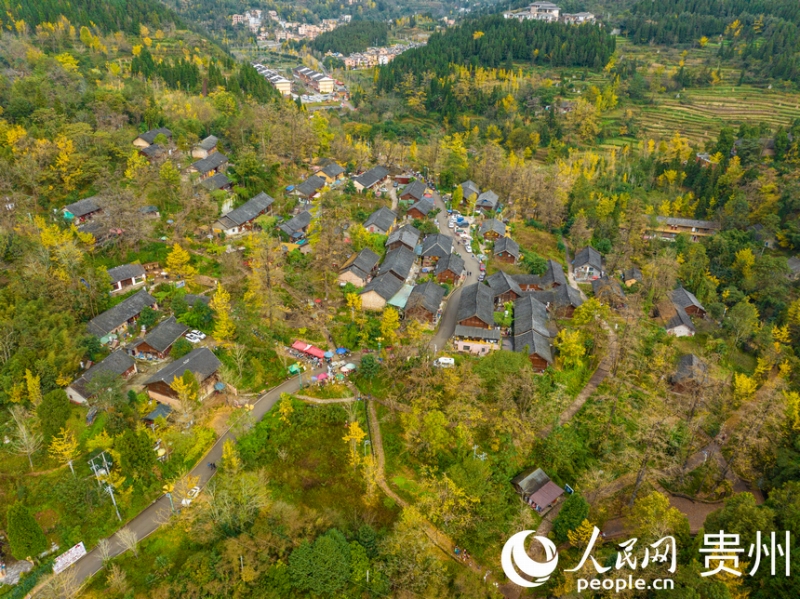 家屋と黄金色に染まったイチョウの木が「競演」する妥楽村の風景。撮影・陽茜