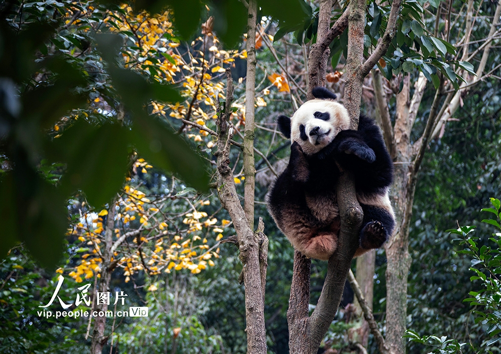 愛らしい姿で人々を魅了するジャイアントパンダ 四川省雅安