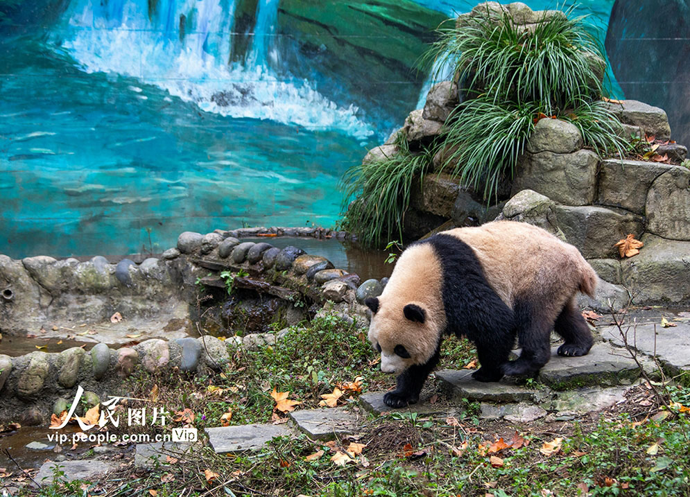 愛らしい姿で人々を魅了するジャイアントパンダ　四川省雅安