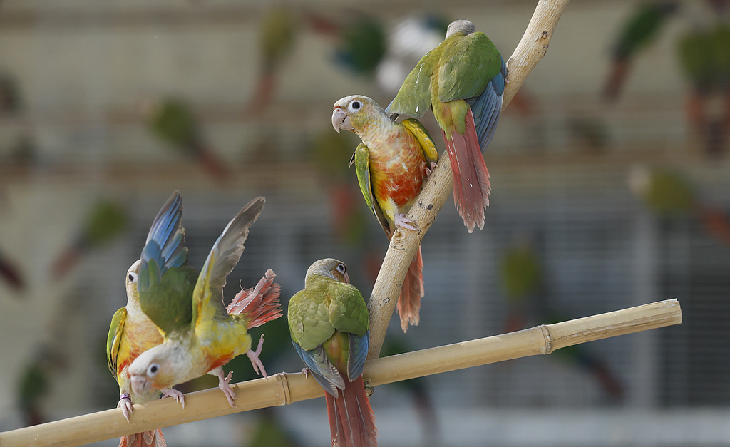 (画像著作権はCFP視覚中国所有のため転載禁止)