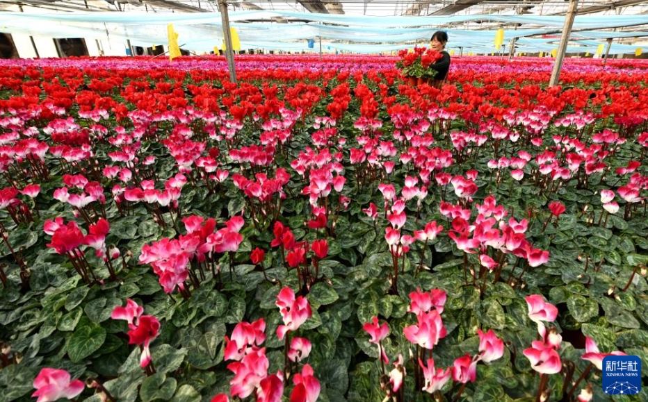 花農家の増収を支える「生花経済」　河北省