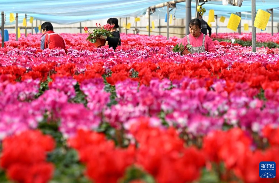 花農家の増収を支える「生花経済」　河北省