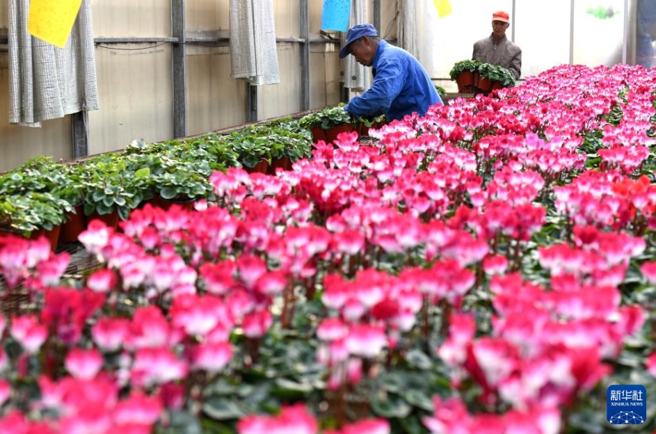花農家の増収を支える「生花経済」　河北省
