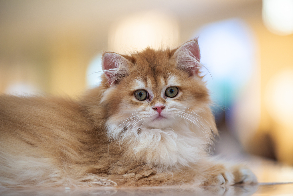 ペットを飼う中国の若者は約2000万人 関連する雇用は30％増加