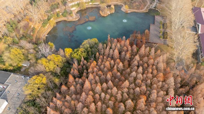 「メイラード」色に染まった林　河南省鄭州市