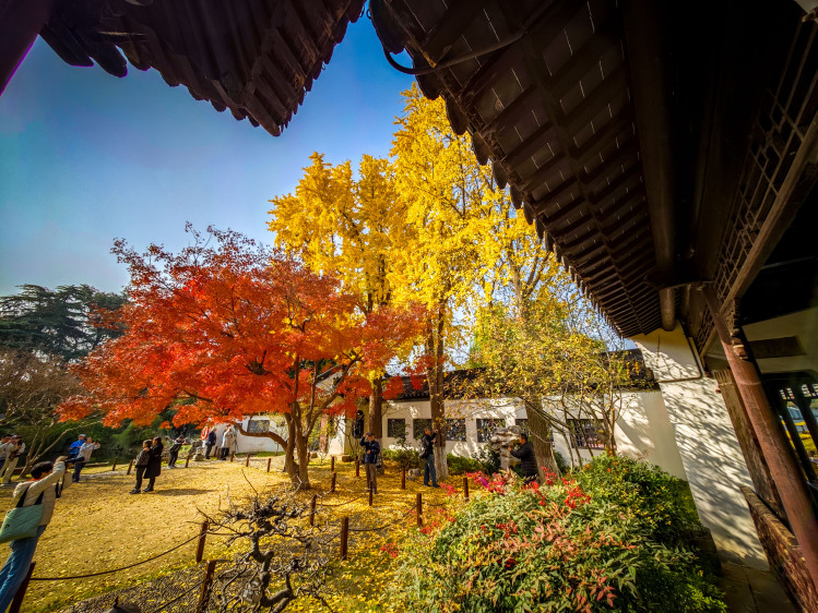 秋深まる南京の公園で「赤と黄色の競演」