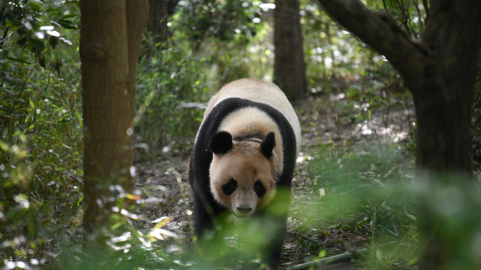 新たなパンダのつがいを2027年に仏に貸与へ　期限は10年
