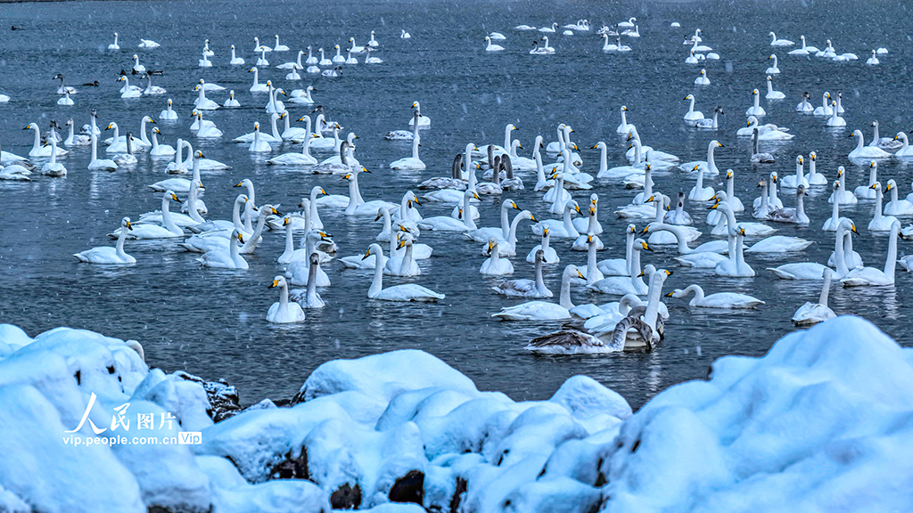 白鳥が舞う美しい雪景色　山東省栄成