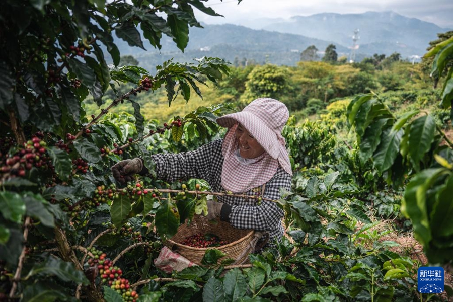 豊作シーズンを迎えたコーヒー畑　雲南省普洱