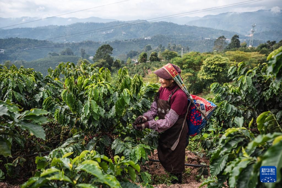 豊作シーズンを迎えたコーヒー畑　雲南省普洱