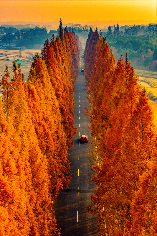 真っ赤に色づいたメタセコイアの並木道　浙江省嵊州