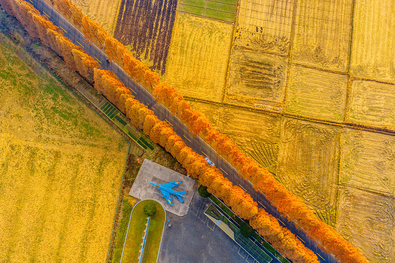 真っ赤に色づいたメタセコイアの並木道　浙江省嵊州
