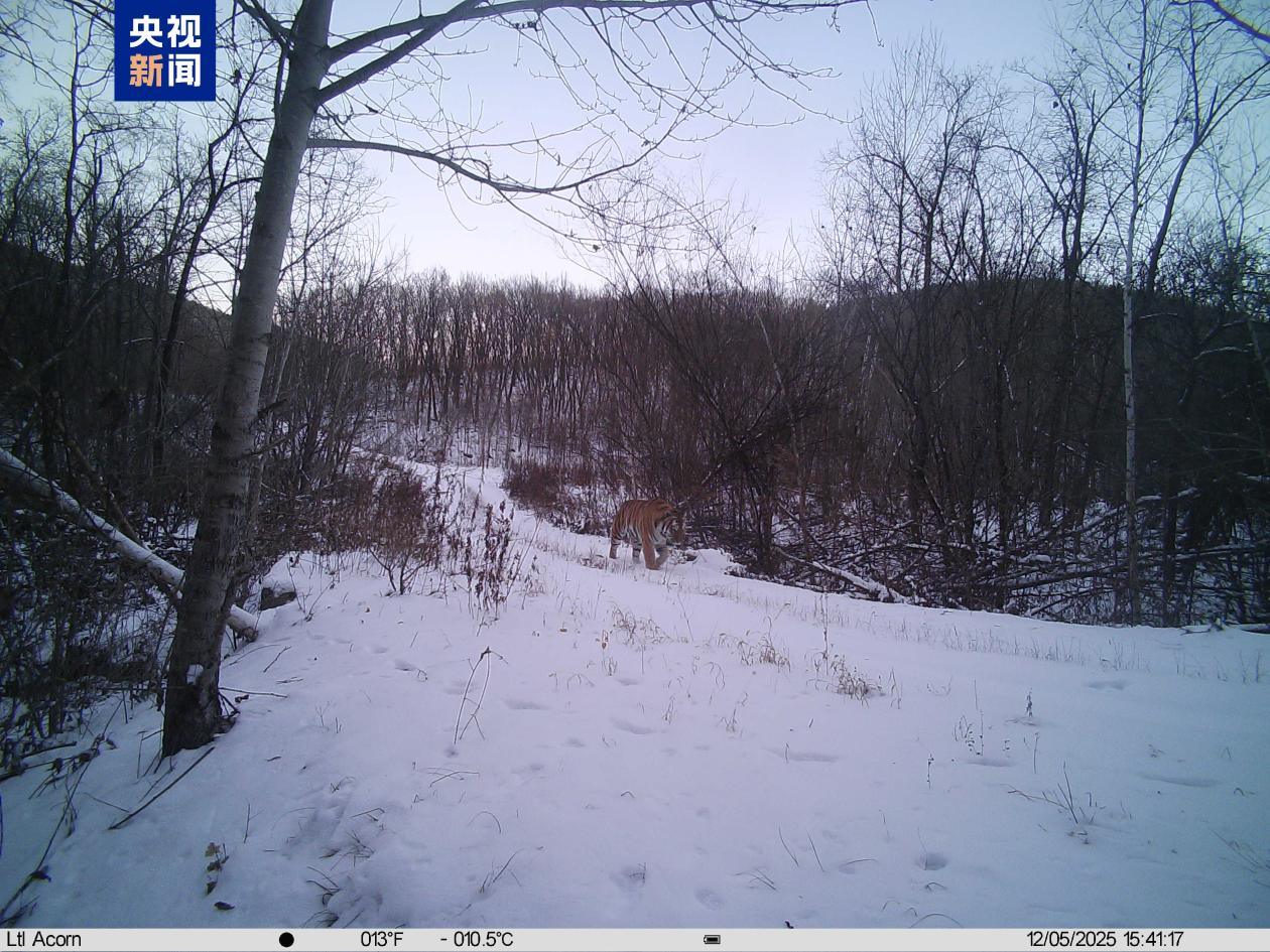 野生復帰アムールトラ「完達山1号」の元気な姿を確認