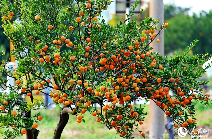 ミカン狩りを楽しむ観光客　江西省南豊