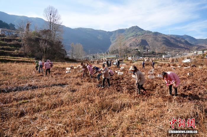 現地住民の増収を効果的に支援するこんにゃく栽培　貴州省威寧
