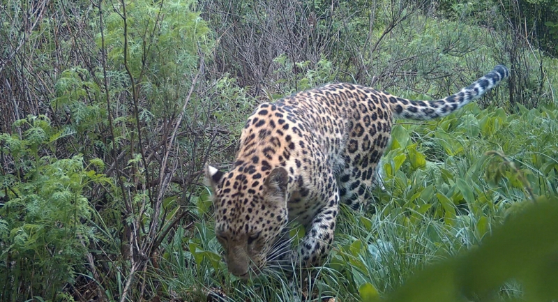 北京から30年間姿を消しているキタシナヒョウが160キロ離れた河北省で確認