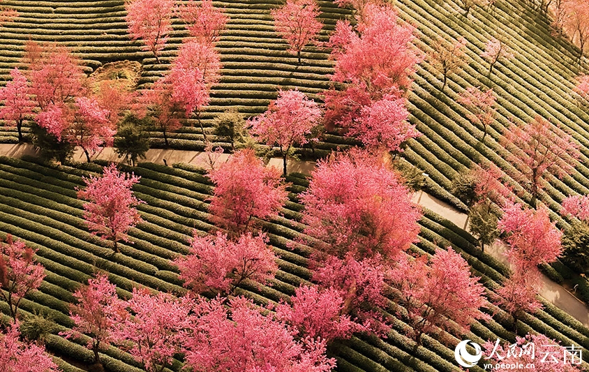 雲南省の冬に咲き誇る無量山の桜