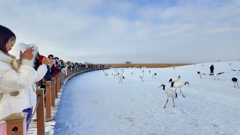 タンチョウを観察する観光客たち。