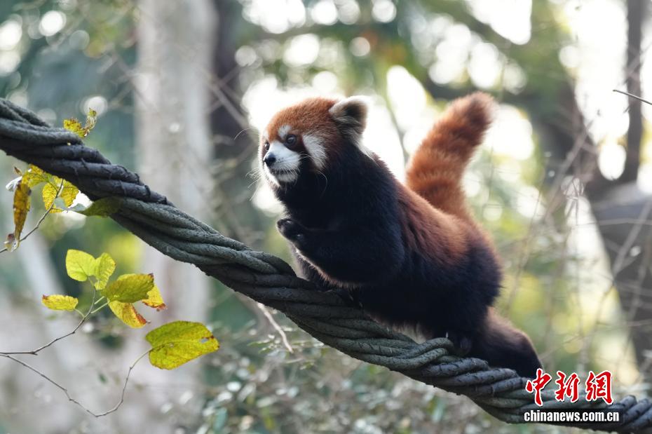 上海市、レッサーパンダ2頭を台北動物園に贈呈