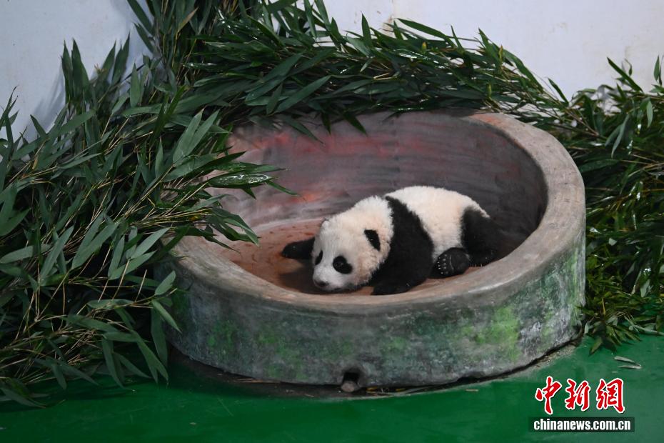 甘粛省初の人工繁殖による赤ちゃんパンダ、生後100日を迎える