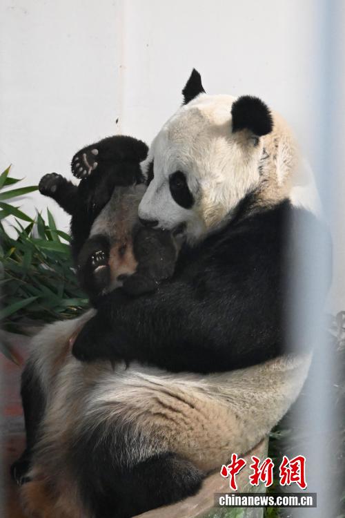 甘粛省初の人工繁殖による赤ちゃんパンダ、生後100日を迎える