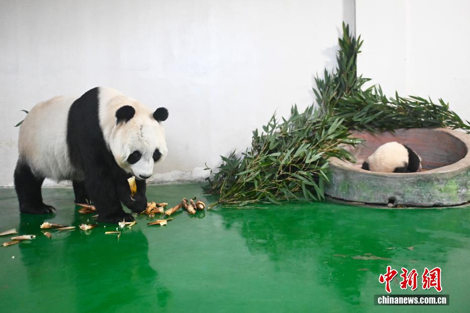 甘粛省初の人工繁殖による赤ちゃんパンダ、生後100日を迎える