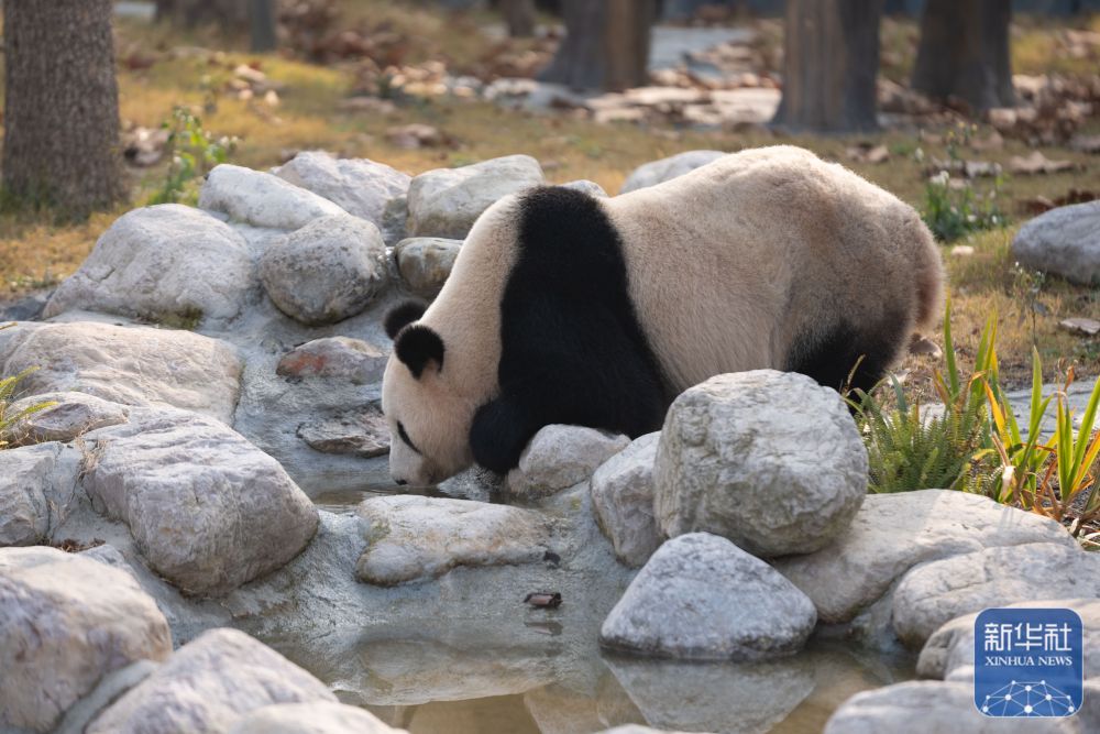 12月29日、中国ジャイアントパンダ保護研究センター綿陽基地で撮影されたパンダ「鳳儀」。