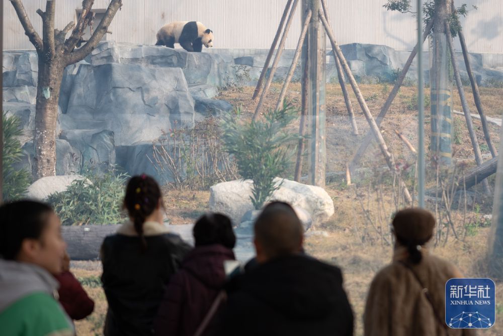 12月29日、中国大熊猫保護研究センター綿陽基地でパンダを見学する来園者。