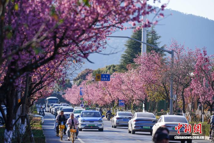 冬の昆明を彩る満開の冬桜　雲南省