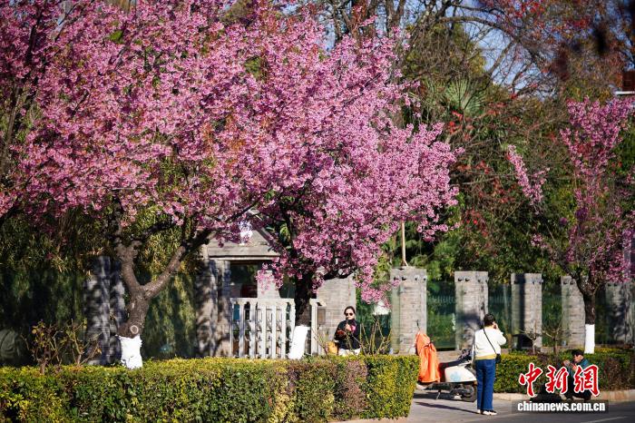 冬の昆明を彩る満開の冬桜　雲南省