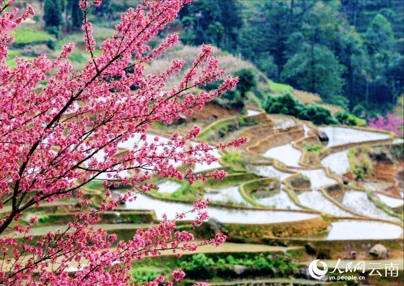 新年を迎えた棚田を彩る冬桜　雲南省紅河