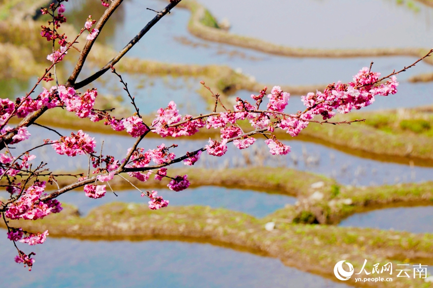 新年を迎えた棚田を彩る冬桜　雲南省紅河